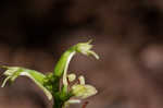 Small green wood orchid